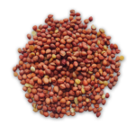 Sour Cherry Kernel