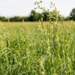 Alfalfa Extract