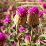 Amaranthus Extract 10% Nitrates WS