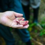 Annatto Extract (Bixin)