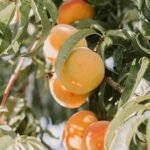 Apricot Kernel Oil (Cold Pressed)