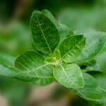 Ashwagandha Extract – Branded