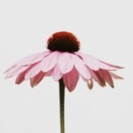 Echinacea Extract 4%