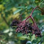 Elderberry Extract 10:1