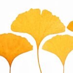 Ginkgo Extract 24/6