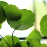 Gotu Kola Extract 20%
