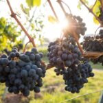 Grape Seed Oil (Upcycled, Cold Pressed)