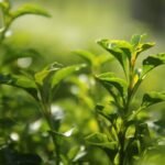 Green Tea Extract 80/40