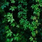 Bacopa Extract – Branded