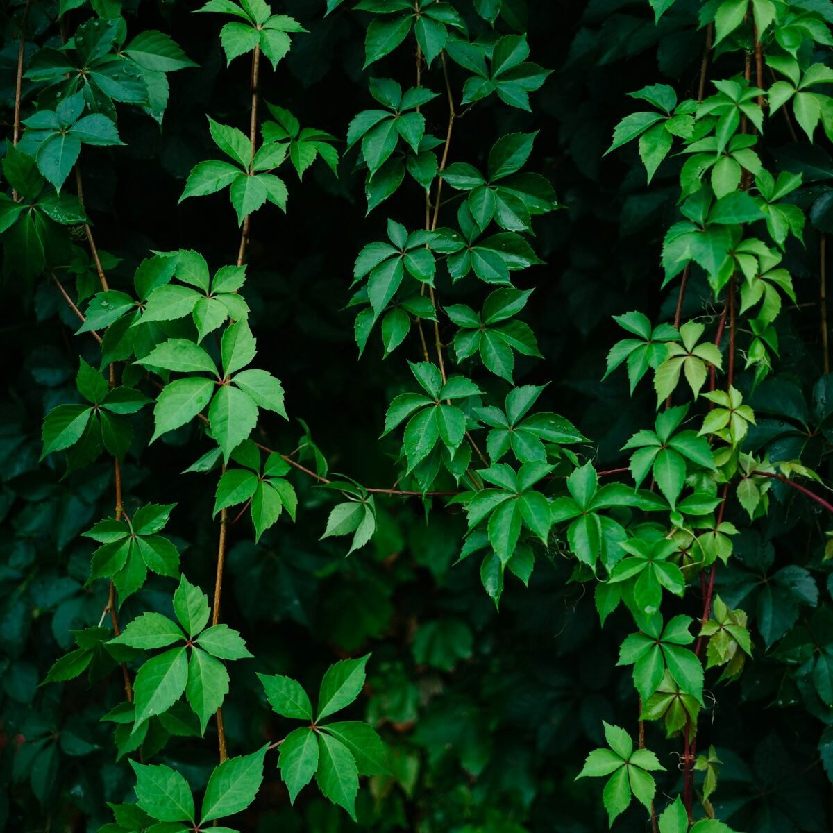 Photo: riis riiiis / Unsplash Bacopa Extract – Branded - Image 1