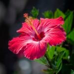 Hibiscus Extract 5%