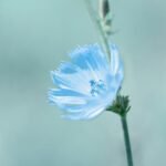 Inulin (Chicory Fibre)