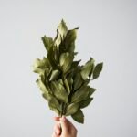 Laurel Leaf Essential Oil