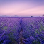 Lavender Hydrosol