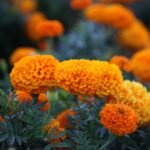 Lutein-Zeaxanthin Extract – Branded