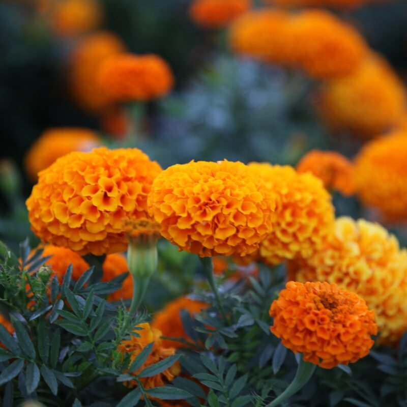 Photo: Julia Kwiek / Unsplash Lutein-Zeaxanthin Extract – Branded - Image 1