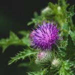 Milk Thistle Extract 80%