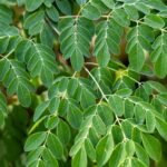Moringa Extract 20%