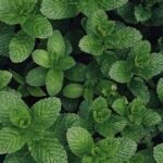 Peppermint Essential Oil