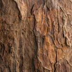 Pine Bark Extract 95% OPC
