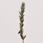 Rosemary Extract (Carnosic Acid)