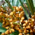 Saw Palmetto Extract 45%