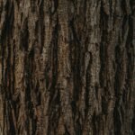 Terminalia Extract 35% WS