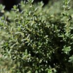 Thyme Hydrosol