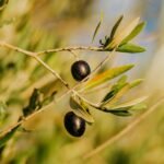 Mixed Tocopherols (Vitamin E)