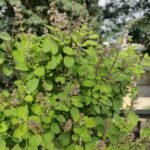 Tulsi Extract 10% WS