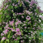 Valerian Extract 0.8%