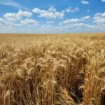 Hydrolyzed Wheat Protein